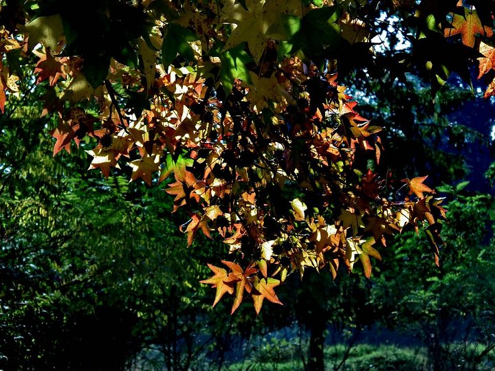 autunno 10 (7) e [1024x768].jpg